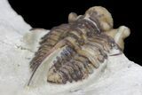 Scarce Cyphaspis Carrolli Trilobite - Oklahoma #170266-5